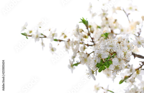 Blooming plums, spring flowers isolated on white background, clipping path