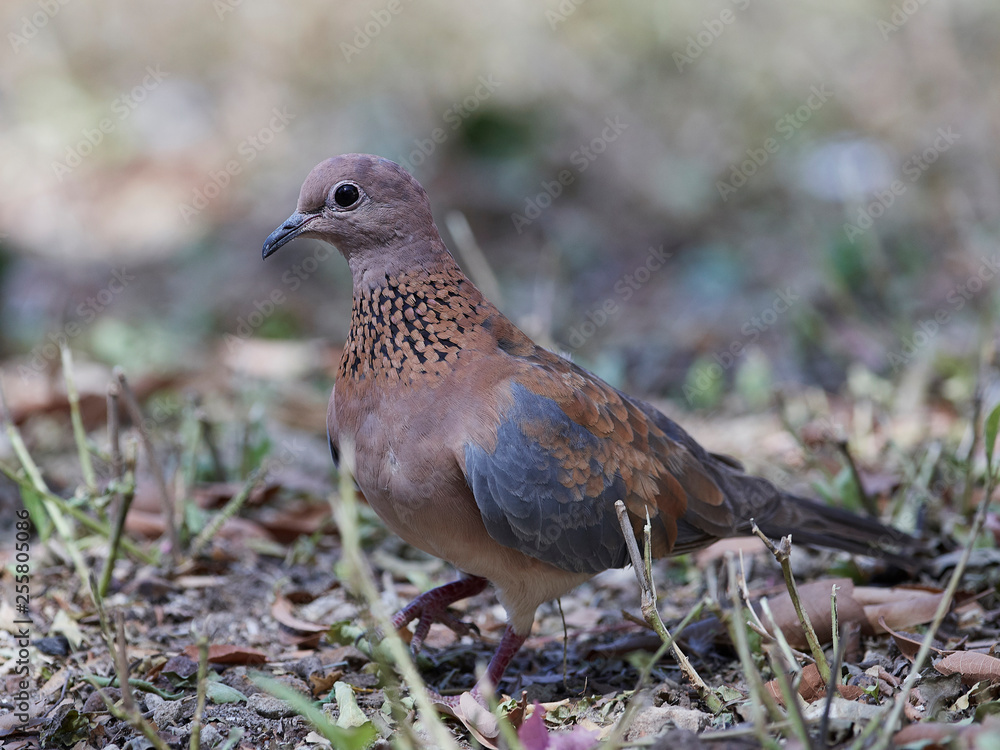 Laughing dove (Spilopelia senegalensis) Laughing dove (Spilopelia senegalensis)