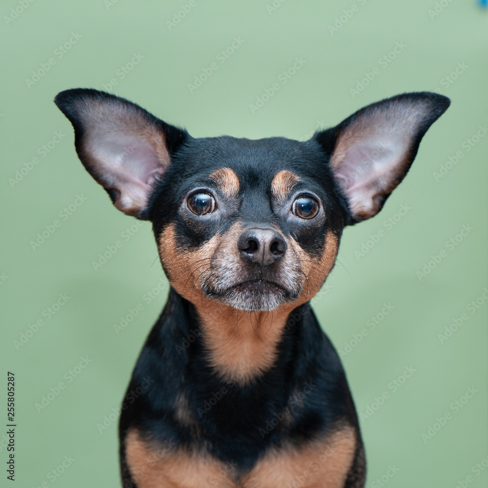 Portrait of the dog Terrier in the Studio . Portrait of the dog Terrier in the Studio .
