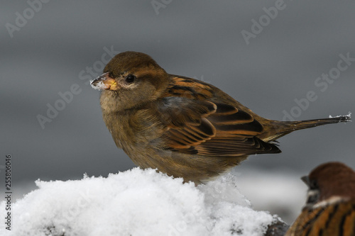sparrow in snow © Cordula
