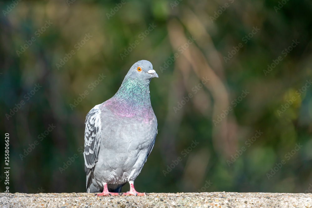 Photo of grey Pigeon sitting on stone fence Photo of grey Pigeon sitting on stone fence