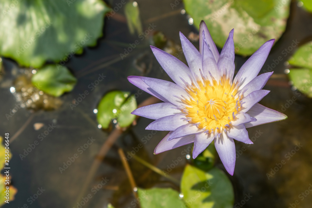 Top view beautiful lotus flower in pond. Water lily floating above in water. Top view beautiful lotus flower in pond. Water lily floating above in water.