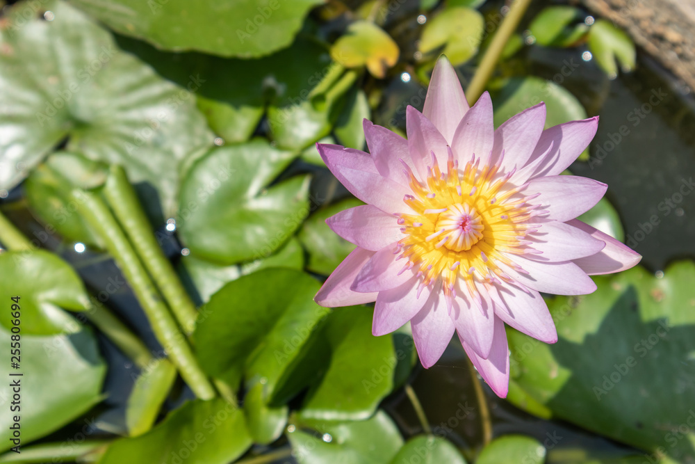 Top view beautiful lotus flower in pond. Water lily floating above in water. Top view beautiful lotus flower in pond. Water lily floating above in water.