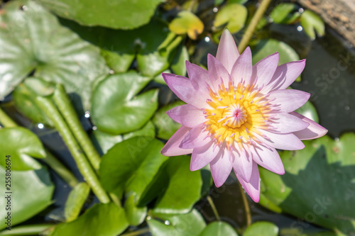 Top view beautiful lotus flower in pond. Water lily floating above in water.