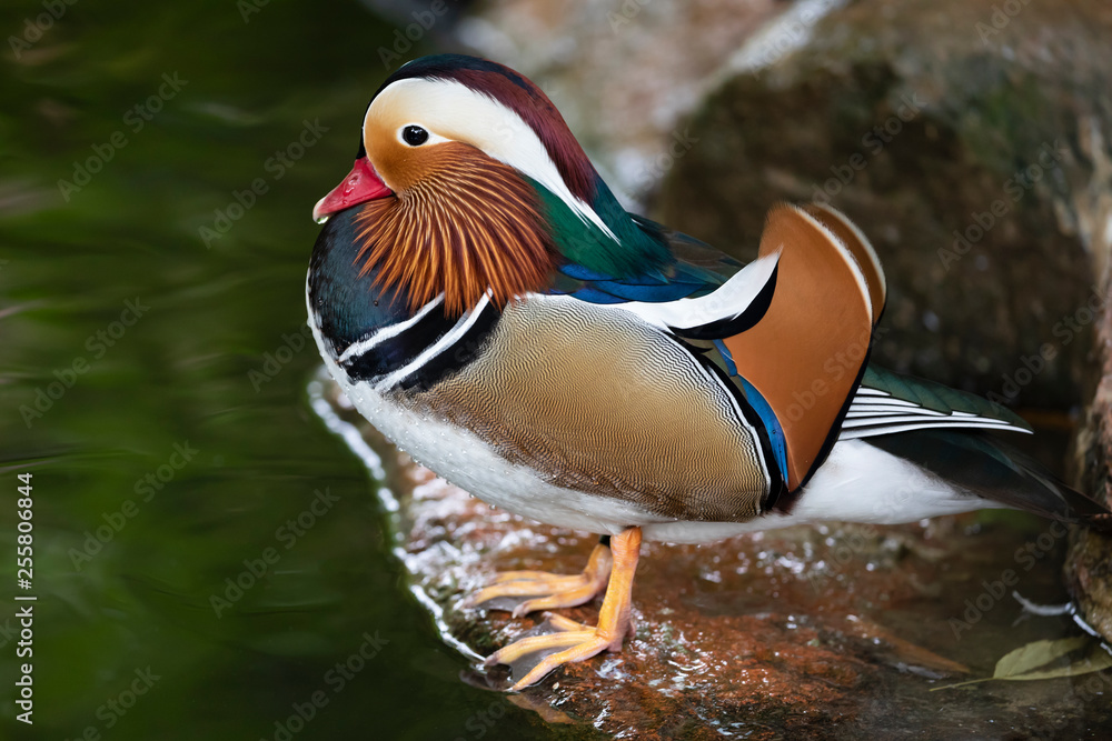 Mandarin duck on stones near water, close up Mandarin duck on stones near water, close up