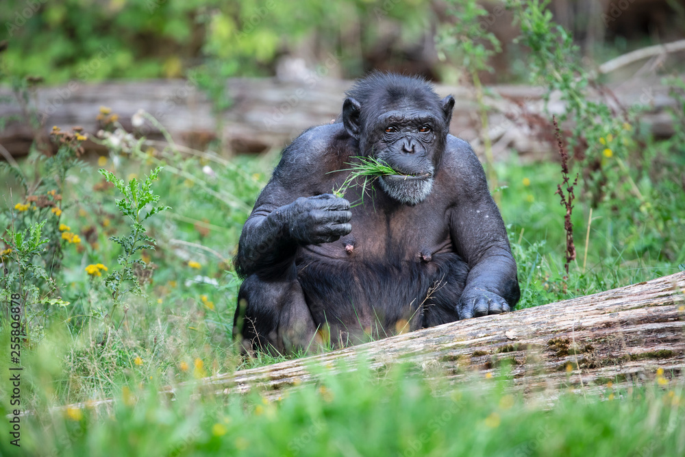 Naklejka premium Female Chimpanzee eating grass in nature