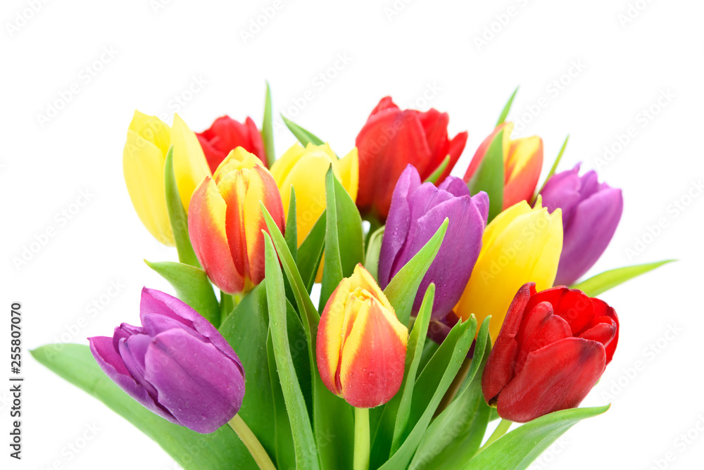 Bouquet of fresh multi colored tulips flowers isolated on a white background in close-up Bouquet of fresh multi colored tulips flowers isolated on a white background in close-up