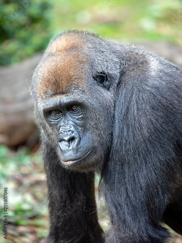 Gorilla portrait in natural habitat © Edwin Butter