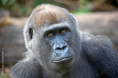 Gorilla portrait in natural habitat