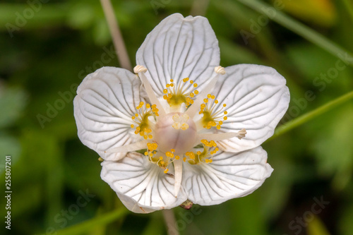 White Parnassia palustris flower outdoors