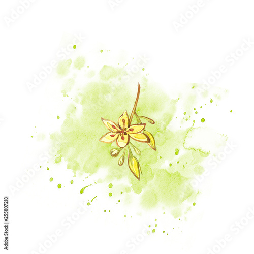 Avocado watercolor hand draw illustration isolated on white background.