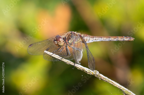 SYMPETRUM SANGUINEUM dragonfly, close up