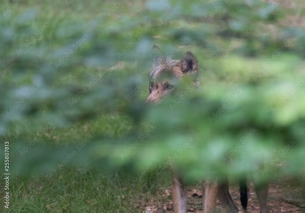 wolf in forest