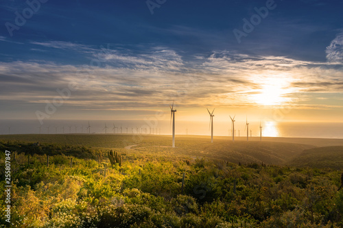 Energía eólica en parque eólico al atardecer con turbinas eólicas photo