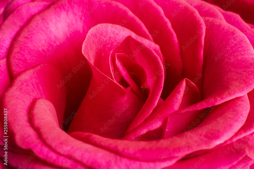 Naklejka premium Scarlet rose bud.