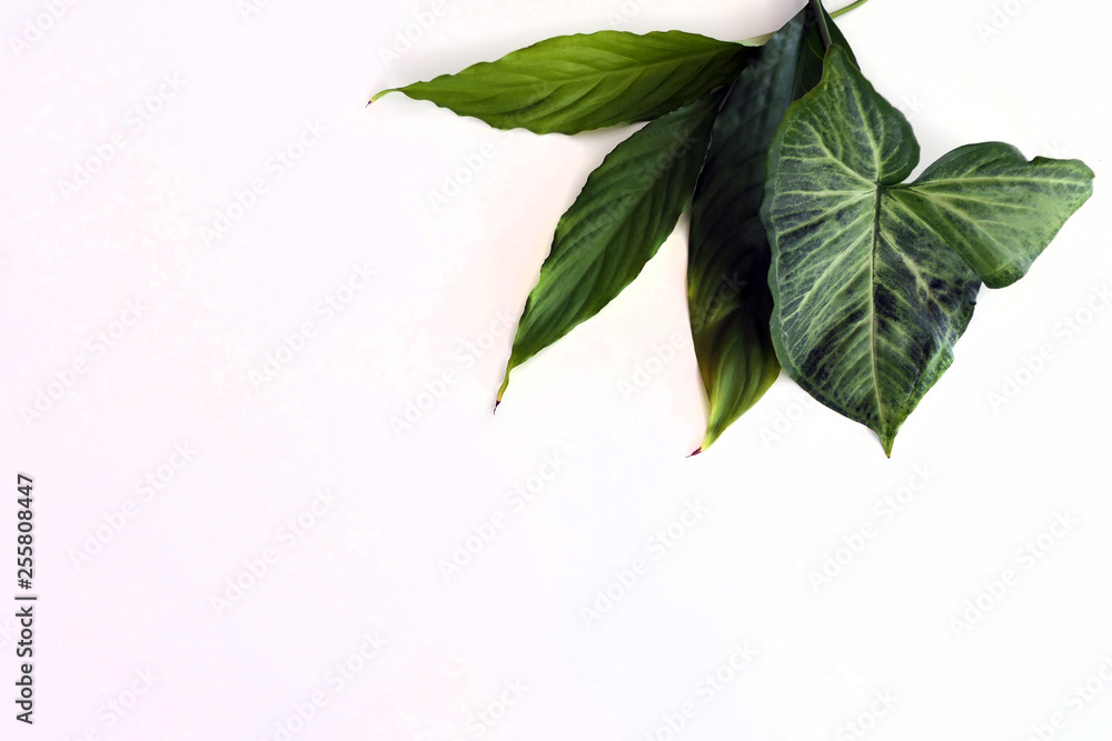 Fresh Green Leaves isolated on a White Background Fresh Green Leaves isolated on a White Background