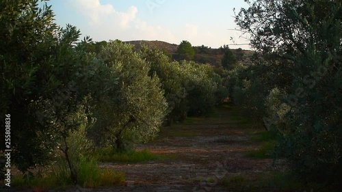 Olive Tree. Branches of an olive tree with olives fruits