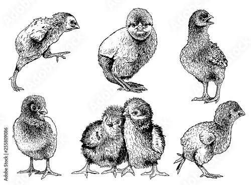 Graphical set chicks isolated on white, farm animal,vector