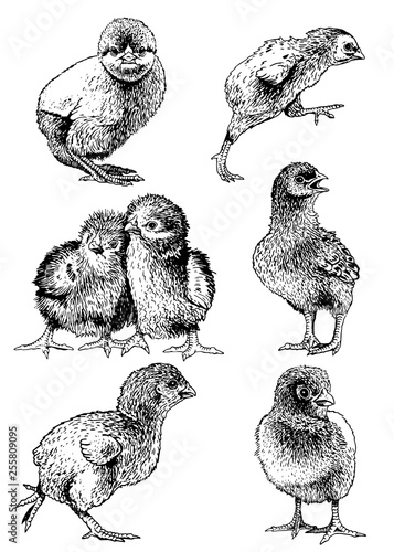 Graphical set chicks isolated on white, farm animal,vector