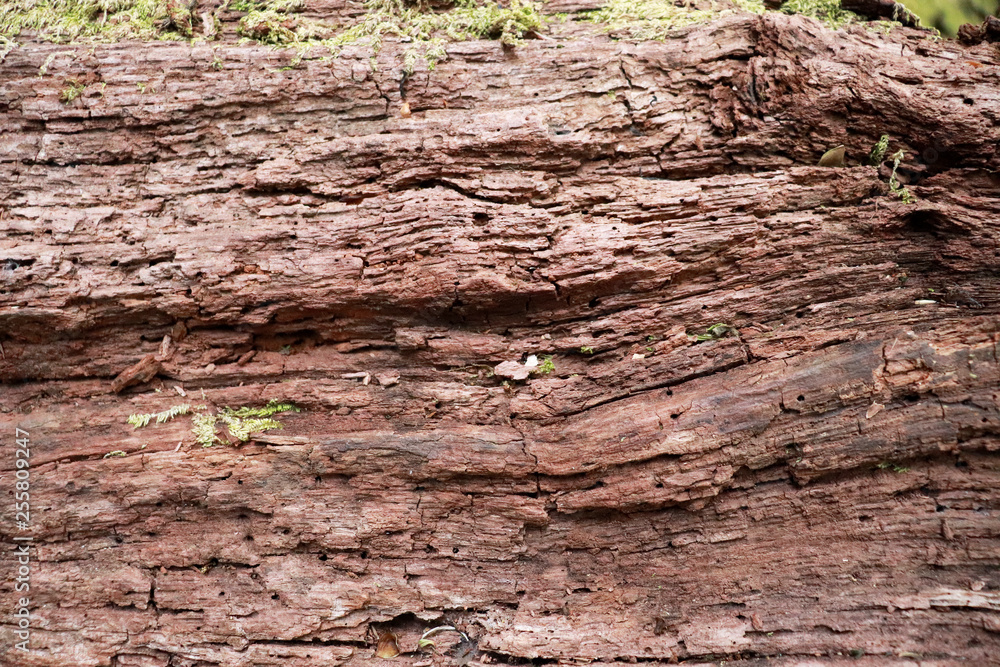 Tree bark texture background. - Image a tree of Thailand. Tree bark texture background. - Image a tree of Thailand.