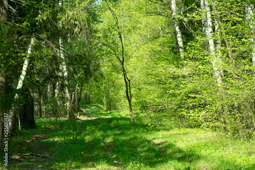 spring panorama of a scenic forest of trees with fresh green leaves and the sun casting its rays of light through the foliage