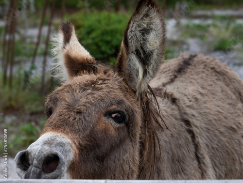 portrait of a donkey