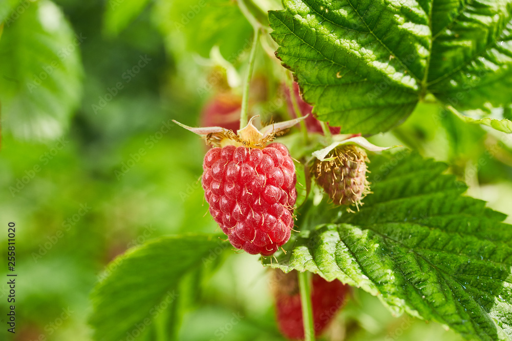 Close-up of ripe organic raspberry hanging on a branch in the fruit garden Close-up of ripe organic raspberry hanging on a branch in the fruit garden