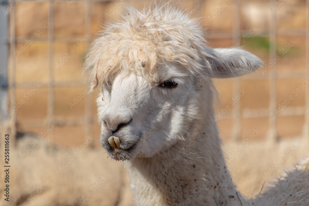 White alpaca White alpaca