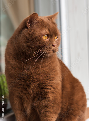 Portrait of British short hair brown cat, The cat is sitting on the windowsill. closeup of the big round face of cinnamon british cat.