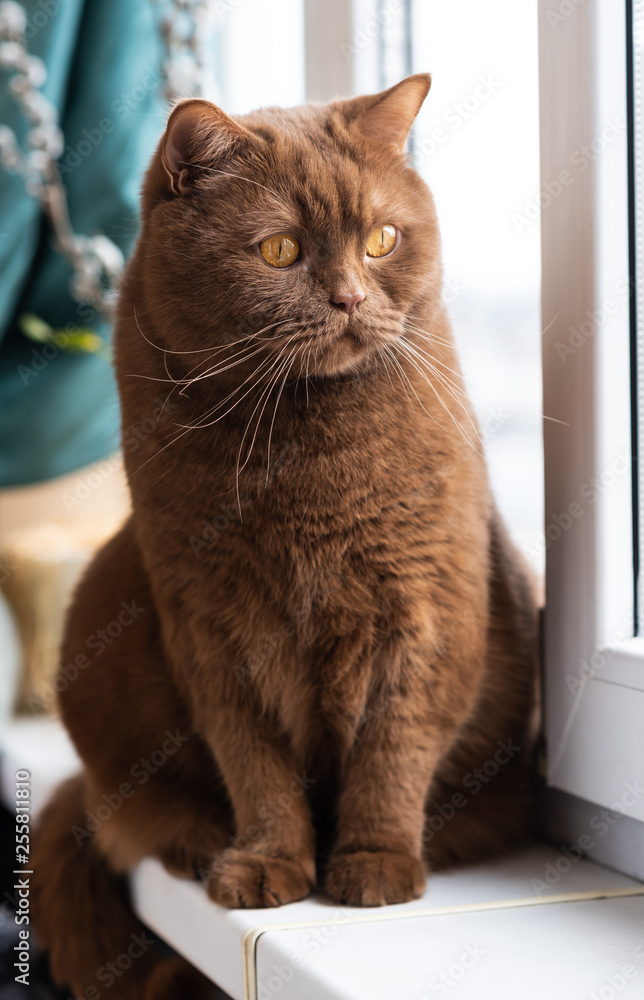 Portrait of British short hair brown cat The cat is sitting on