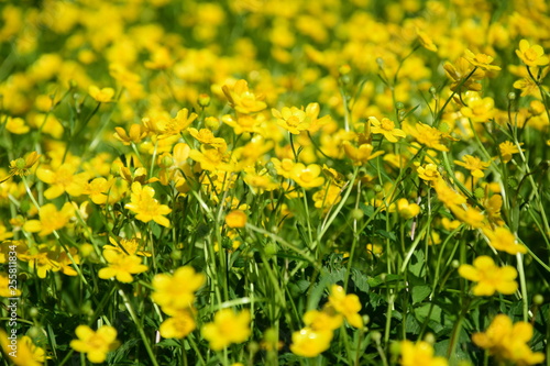 Blumenwiese - gelbe Butterblumen © Zeitgugga6897