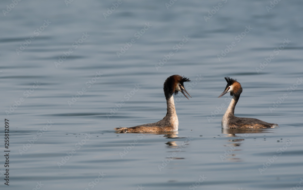 common grebein display
