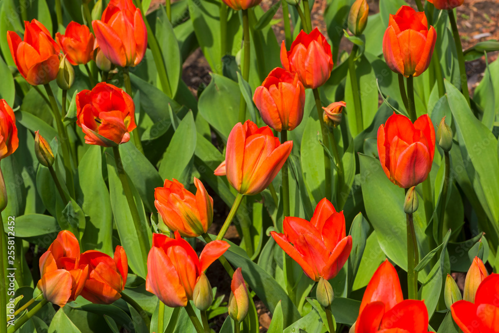 Tulipa of the Lightning Sun species Tulipa of the Lightning Sun species