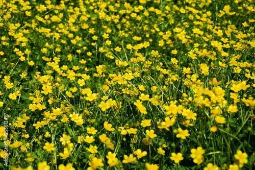 Viele gelbe Butterblumen auf einem Feld