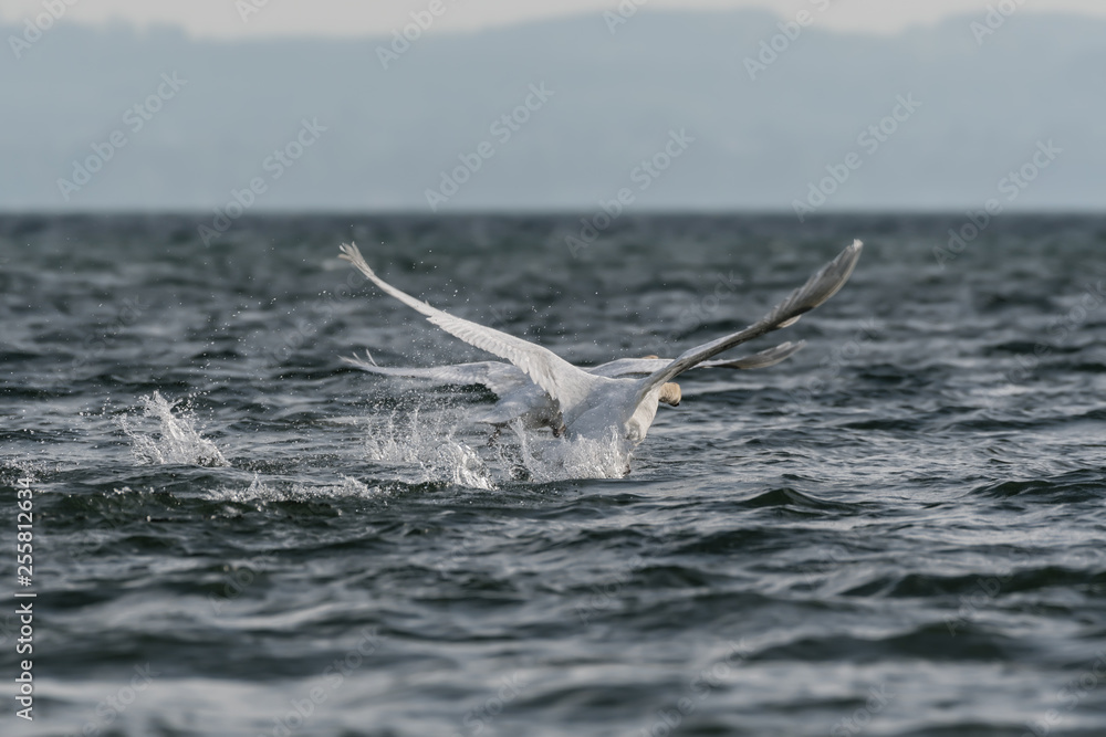 Naklejka premium swan during display