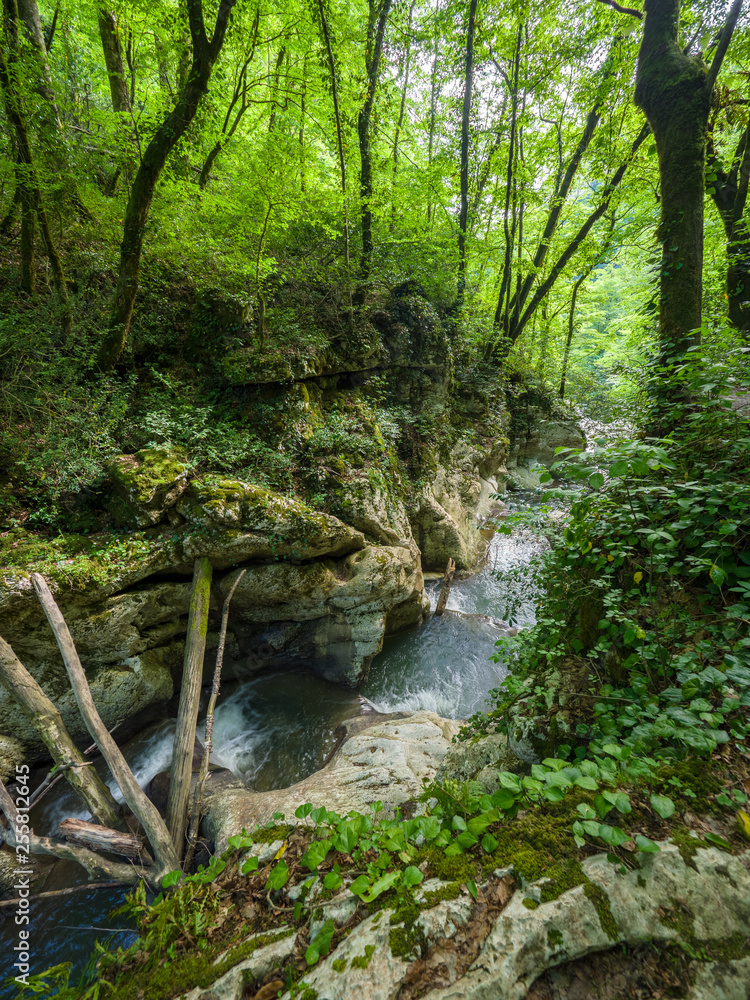 Mountain river flows through the cliffs into the gorges with thick green forest