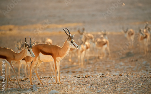 Springbok, Antidorcas marsupialis, medium antelope of dry areas of south and southwestern Africa. Large herd in row, comming to drink from waterhole. Very hot day in arid Etosha park, Namibia.