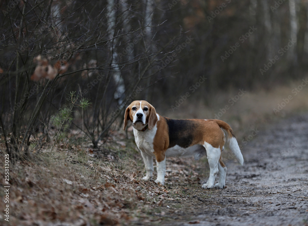 dog in the park,beagle, Poland