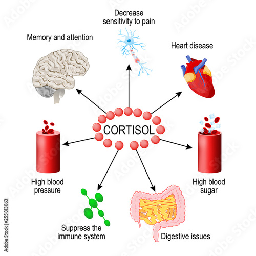 Cortisol hormone. Human endocrine system