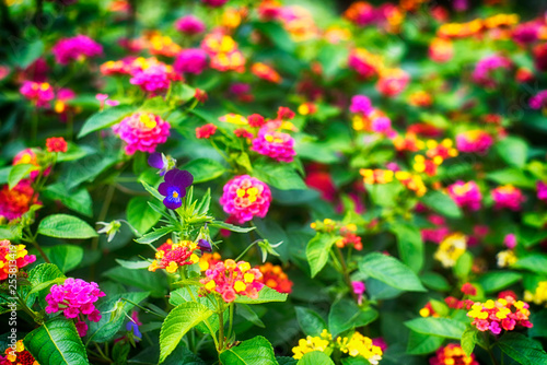 Flowering Lantana camara or wild sage photo