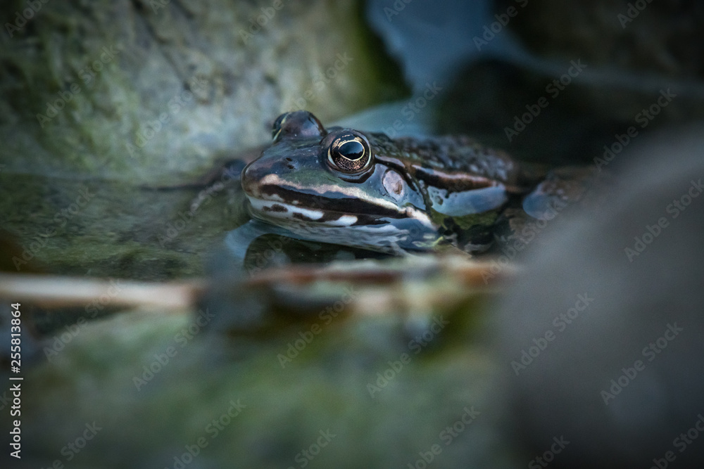 frog in lake frog in lake