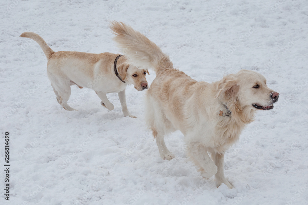 Cute golden retriever and labrador retriever are playing on the white snow. Pet animals. Cute golden retriever and labrador retriever are playing on the white snow. Pet animals.