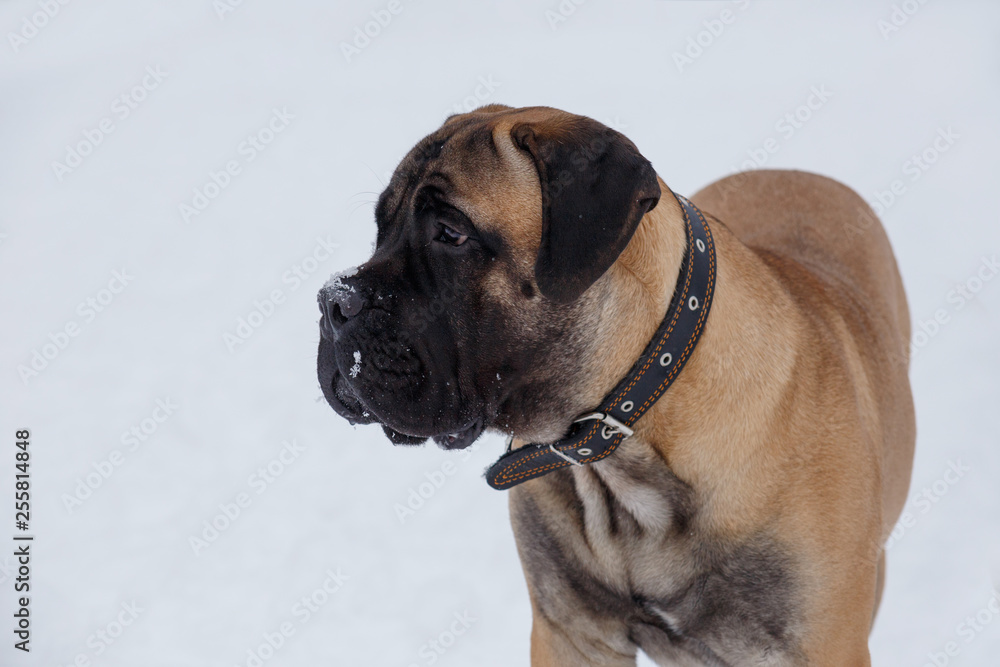 Cute bullmastiff puppy isolated on a white background. Close up. Pet animals.