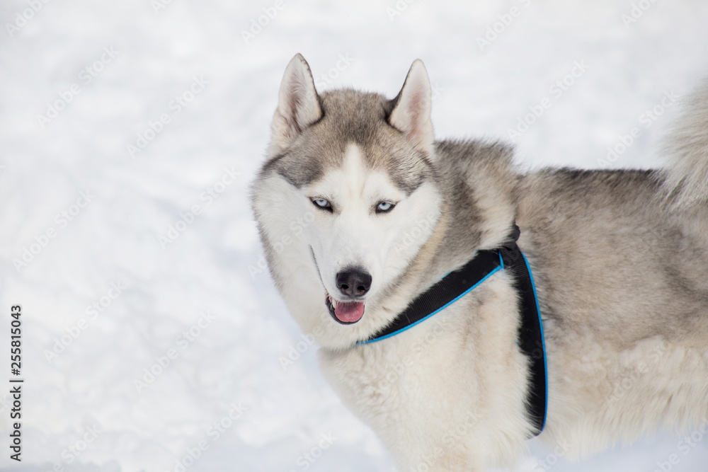 Cute siberian husky is standing on the white snow. Pet animals.