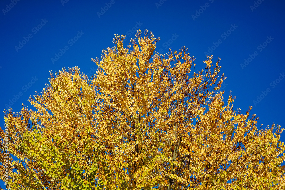 Fototapeta premium yellow tree with blue sky in autumn