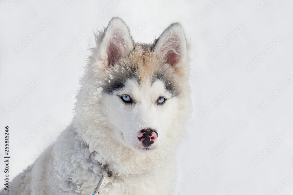 Cute siberian husky puppy is sitting on the white snow. Three month old. Pet animals.