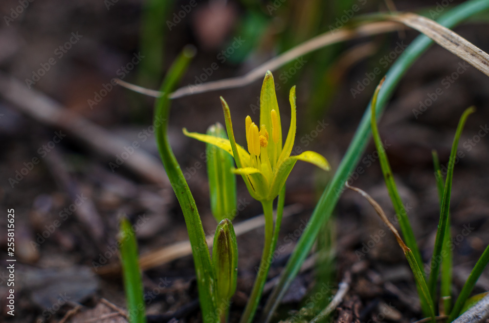 The first spring flowers. Crocus and other. The first spring flowers. Crocus and other.