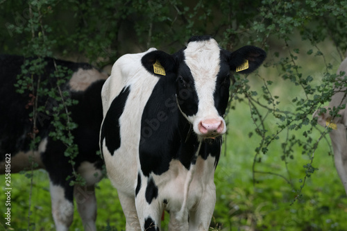 cow in field