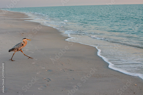 Heron walking towards the Gulf of Mexico on Manasota Key, Florida.