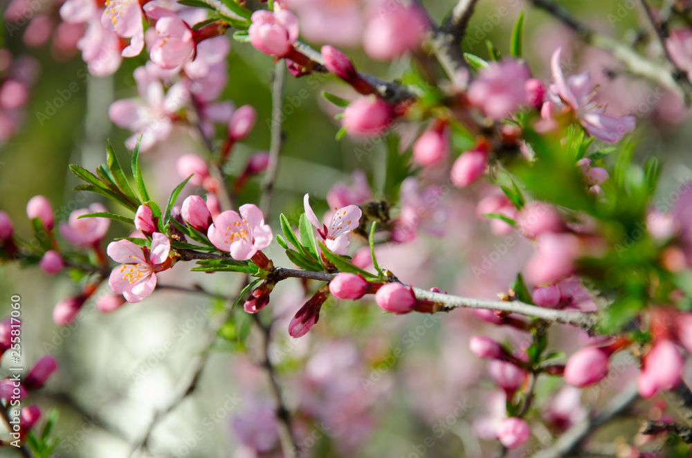 Spring flower Spring flower